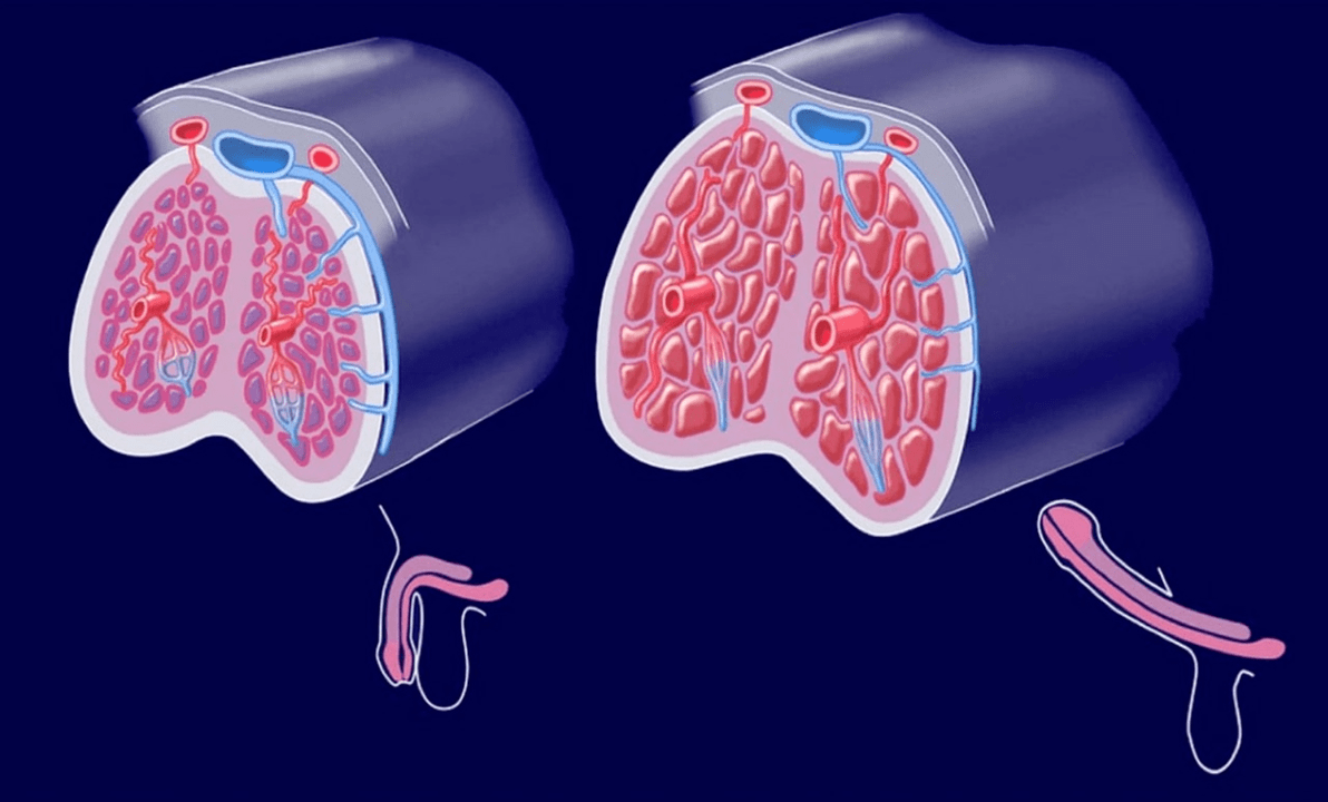вътрешна структура на пениса
